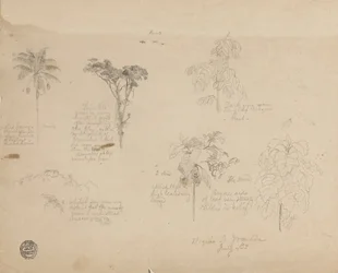 Tekening. Botanische schetsen uit Colombia.